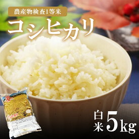 【ふるさと納税】 コシヒカリ お米 米 真岡産コシヒカリ 白米 5kg