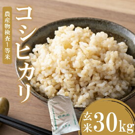 【ふるさと納税】 コシヒカリ お米 米 真岡産コシヒカリ 玄米 30kg