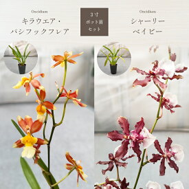 【ふるさと納税】 キラウエア・パシフィックフレア とシャーリーベイビーセット｜ 希少種 開花株 苗 栃木県 真岡市 送料無料 インテリア 花 はな