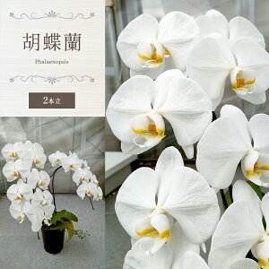 yӂ邳Ɣ[ŁzӒi2{j | 傤   Mtg 蕨  t[  Ȗ، ͂ X^h  ϗtA ^s j  JXj j