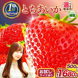 【ふるさと納税】いちご 訳あり とちあいか 大粒 4L 大容量 発送月が選べる 先行予約 フルーツ 果物 苺 イチゴ 送料無料 | 完熟 高糖度 産地直送 もぎたて 家庭用 おやつ スイーツ コスパ デザート トチアイカ 栃木県 真岡市