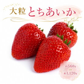 【ふるさと納税】大粒 とちあいか いちご 先行予約 約560g 約1,120g | 苺 イチゴ いちご とちあいか 贈答用 高級 完熟 フルーツ 果物 贈り物 ギフト プレゼント ふるさと納税 栃木県 真岡市 送料無料