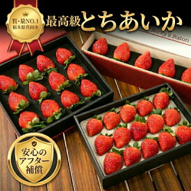 【ふるさと納税】いちご とちあいか 高級いちご 贈答用 高級イチゴ 定期便 あり 送料無料 | 先行予約 選べる発送月 1回〜4回 苺 イチゴ 大粒 特大 プレミアム フルーツ 果物 ギフト 贈り物 プレゼント 栃木県 真岡市 共通返礼品