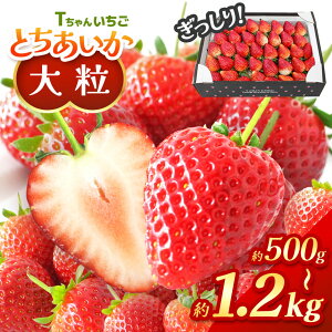 yӂ邳Ɣ[Łz Ƃ 󂠂 1.2kg 500g 嗱 ( TCY s )  3񁃑Iׂ锭ԁF1{`3{or4ȍ~b  C`S Xgx[ 傫 嗱  {  