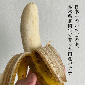 【ふるさと納税】真岡市産バナナ とちおとこ 国産 1kg 7本 ～ 9本 甘い banana とちおとこ 栃木県産 ばなな 数量限定