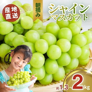 【ふるさと納税】【先行予約】朝摘み直送 シャインマスカット 1.3kg 2kg|ぶどう ブドウ 葡萄 シャイン マスカット 種なし 皮ごと 国産 おいしい フルーツ 果実 果物 デザート お取り寄せ ご褒