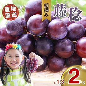 【ふるさと納税】【先行予約】楽天限定 ぶどう 藤稔 約1.3kg 2kg｜朝摘み直送 栃木県産 ぶどう ブドウ フルーツ お取り寄せ デザート スイーツ 甘い 葡萄 グレープ ふじみのり 種なし 国産 真岡市 栃木県 限定 送料無料
