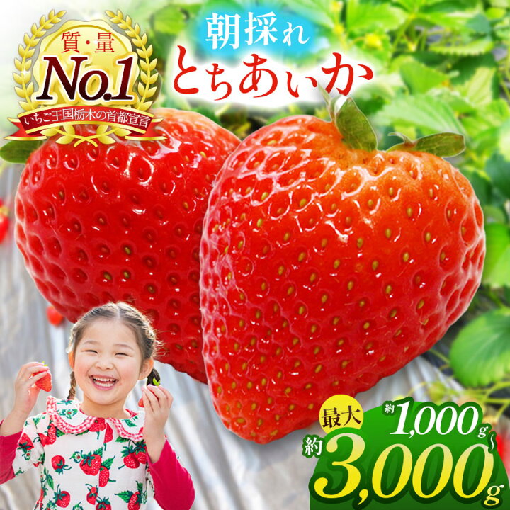 楽天市場】【ふるさと納税】朝採れ のいちご とちあいか 1000～3000g 