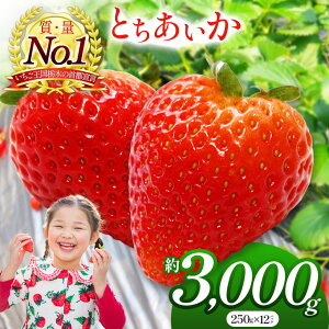 yӂ邳Ɣ[Łẑ ̂ Ƃ 1000`3000g | E ƂƂ   C`S Xgx[ 傫  ʏ` Â ܂ pbN lC Ȗ، ^s { 