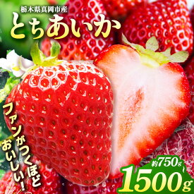 【ふるさと納税】 鮮度抜群！朝採れ 旬 の とちあいか 750g 1500g 2200g【2027年先行予約】 | 日本一 産地 冬 味覚 イチゴ ストロベリー 大きい ハート 愛 美味しい 果汁 甘い あまい 甘味 たっぷり 大容量 | 人気 レビュー リピート 栃木県 真岡市 送料無料