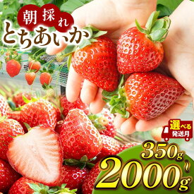 【ふるさと納税】いちご とちあいか【2027年 先行予約】訳あり 選べる容量 1kg 1.4kg 2kg 選べる発送月 | 栃木県 真岡市 苺 イチゴ 朝採れ 完熟 大粒 高糖度 産地直送 フルーツ 果物 不揃い 新鮮 旬 日本一 送料無料