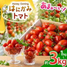 【ふるさと納税】トマト 太陽の恵みをたっぷり浴びた はにかみトマト 【選べる 1kg 2kg 3kg】 ｜ 野菜 トマト フルーツ トマト ミニトマト 特産品 栃木県 真岡市 人気 お試し リコピン 豊富 1キロ 寄附 ベジタブル 果物 人気 高評価 野菜ランキング 1位 獲得