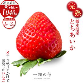 【ふるさと納税】完熟いちご とちあいか 栃木県真岡市産 540g 1040g | 2026 年 先行予約 選べる 1月 2月 3月 いちご 苺 strawberry ストロベリー おいしい 甘い ジューシー 贈答用 プレゼント ご褒美 スイーツ おやつ 高評価 人気 レビュー 栃木県 真岡市 日本一 送料無料