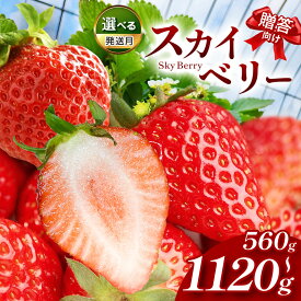 【ふるさと納税】 スカイベリー（贈答向け）560g 1120g | 楽天限定 贈答品 新鮮 完熟 いちご 旬 スカイベリー 苺 ストロベリー 高級 産地直送 果汁 甘い あまい 大容量 人気 高評価 減農薬 有機肥料 日本一 生産 生産量 産地 王国 栃木県 真岡市 送料無料