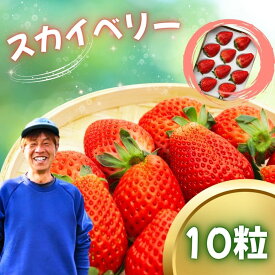 【ふるさと納税】いちご スカイベリー 10粒【2027年 先行予約】 | 栃木県 真岡市 苺 イチゴ 特大 大粒 完熟 高糖度 ブランド 高級 贈り物 プレゼント フルーツ 果物 産地直送 ストロベリー ご褒美 スイーツ 人気 日本一 送料無料