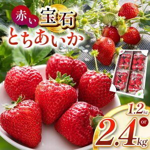 yӂ邳Ɣ[Łz^sY Ԃ΁uƂv C`S Iׂ 1.2kg`2.4kg |  strawberry Xgx[  Â W[V[ p v[g J XC[c  ] 