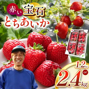 yӂ邳Ɣ[Łz^sY Ԃ΁uƂv C`S Iׂ 1.2kg`2.4kg |  strawberry Xgx[  Â W[V[ p v[g J XC[c  ] 