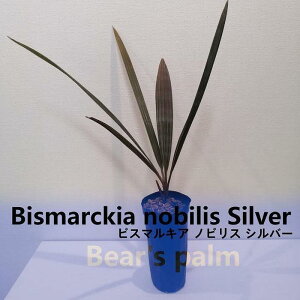 yӂ邳Ɣ[ŁzrX}LAmrXVo[@Bismarckia nobilis Silver_Ȗ،csYi_Beares palm | V rX}LA hCK[f A vg lC  