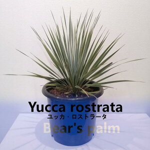 yӂ邳Ɣ[ŁzbJEXg[^@Yucca rostrata_Ȗ،csYi_Beares palm | bJXg[^ hCK[f A vg lC  
