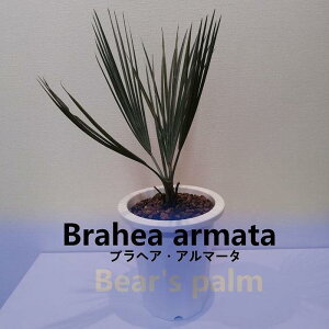 yӂ邳Ɣ[ŁzuwAEA}[^@Brahea armata_Ȗ،csYi_Beares palm | V@uwAA}[^ hCK[f A vg lC  
