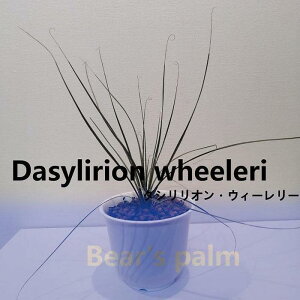 yӂ邳Ɣ[Łz_VIEEB[@Dasylirion wheeleri_Ȗ،csYi_Beares palm | _VIEB[ hCK[f A vg lC  