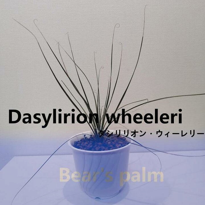 楽天市場】【ふるさと納税】ダシリリオン・ウィーレリ Dasylirion 