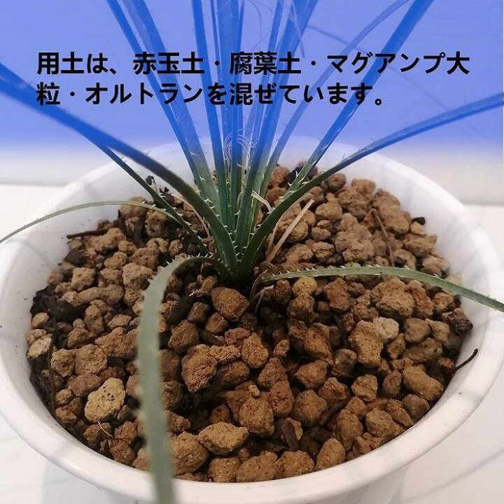 楽天市場】【ふるさと納税】ダシリリオン・ウィーレリ Dasylirion 