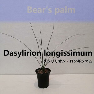 yӂ邳Ɣ[Łz_VIEMV}@Dasylirion longissimum_Ȗ،csYi_Beares palm | _VIMV} hCK[f A vg lC  