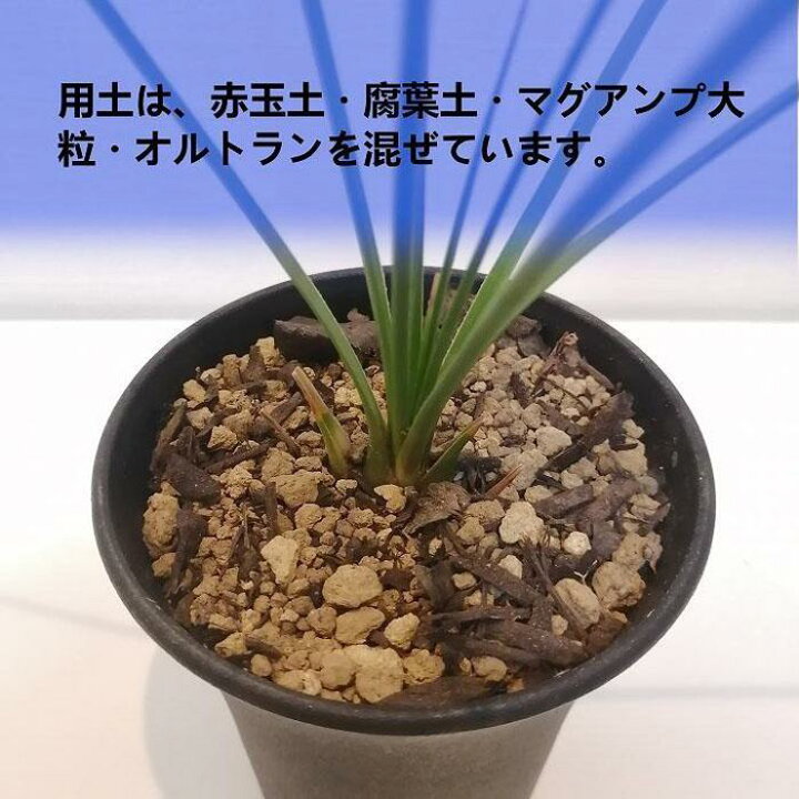 楽天市場】【ふるさと納税】ダシリリオン・ロンギシマム Dasylirion  