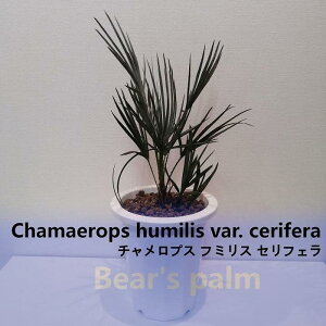 yӂ邳Ɣ[Łz`vX t~X ZtF@Chamaerops humilis var. cerifera_Ȗ،csYi_Beares palm | V@`vXt~XZtF hCK[f A vg l