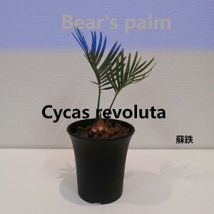 yӂ邳Ɣ[ŁzhS@Cycas revoluta_Ȗ،csYi_Beares palm | A vg lC  