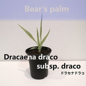 yӂ邳Ɣ[ŁzhZihR@Dracaena draco subsp.draco_Ȗ،csYi_Beares palm | A vg lC  