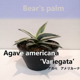 【ふるさと納税】アガベアメリカーナ　Agave americana Variegata_栃木県大田原市生産品_Bear‘s palm | 植物 プラント 人気 おすすめ 送料無料