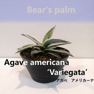 yӂ邳Ɣ[ŁzAKxAJ[i@Agave americana Variegata_Ȗ،csYi_Beares palm | A vg lC  
