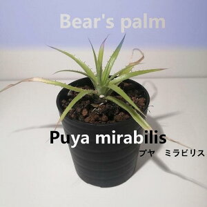 yӂ邳Ɣ[ŁzvE~rX@Puya mirabilis_Ȗ،csYi_Beares palm | v@~rX A vg lC  