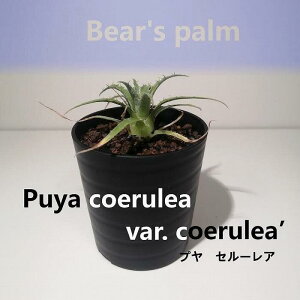 yӂ邳Ɣ[ŁzvEZ[A@puya coerulea var. coerulea_Ȗ،csYi_Beares palm | v@Z[A A vg lC  