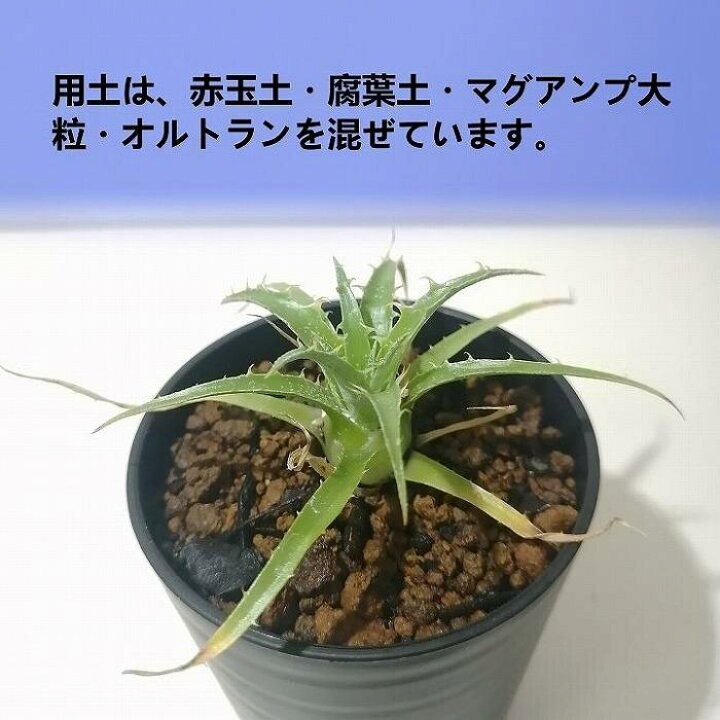 楽天市場】【ふるさと納税】プヤ・セルーレア puya coerulea var  