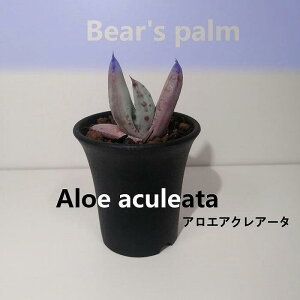 yӂ邳Ɣ[ŁzAGEANA[^@Aloe aculeata_Ȗ،csYi_Beares palm | AG ANA[^ A vg lC  