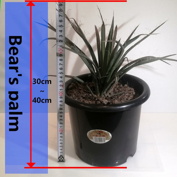 楽天市場】【ふるさと納税】ユッカフィリフェラ Yucca filifera_栃木県 