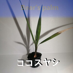 yӂ邳Ɣ[ŁzRRXV_Ȗ،csYi_Beares palm | V RRXV hCK[f A vg lC  
