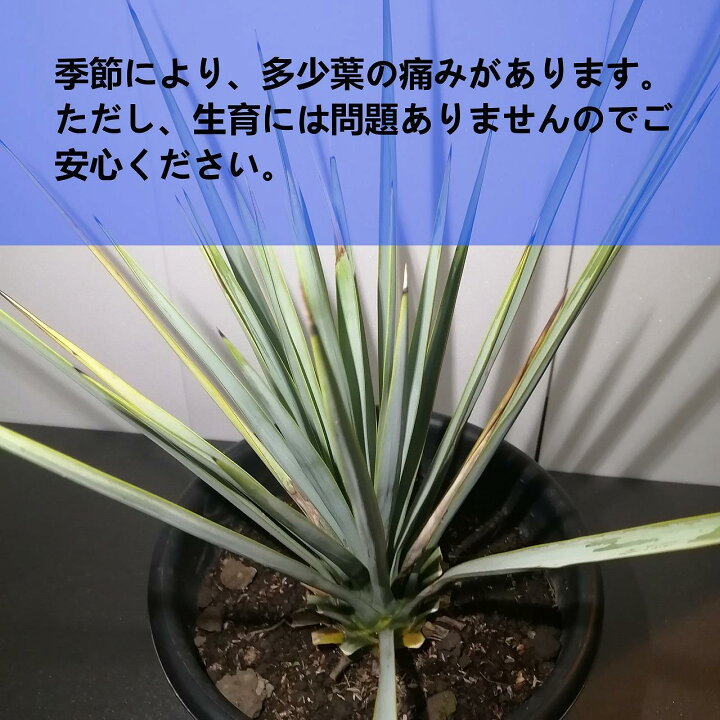 楽天市場】【ふるさと納税】ユッカ リギダ Yucca rigida_栃木県大田原  