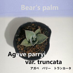 yӂ邳Ɣ[ŁzAKxp[gJ[^@Agave parryi var. truncata_Ȗ،csYi_Beares palm | AKx@p[@gJ[^@hCK[f A vg lC  