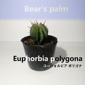 yӂ邳Ɣ[Łz[tHrA |Si@Euphorbia polygona_Ȗ،csYi_Beares palm | 򍪐A codex [tHrA@|Si@A vg lC  