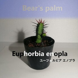 【ふるさと納税】ユーフォルビアエノプラ　Euphorbia enopla_栃木県大田原市生産品_Bear‘s palm | 塊根植物 codex ユーフォルビア　エノプラ　紅彩閣 植物 プラント 人気 おすすめ 送料無料