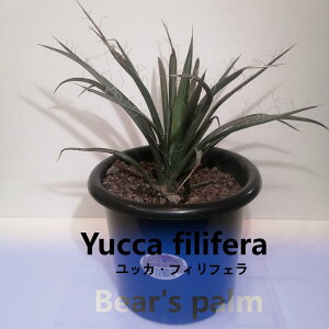 yӂ邳Ɣ[ŁzbJtBtF@Yucca filifera_Ȗ،csYi_Beares palm | bJtBtF hCK[f A vg lC  