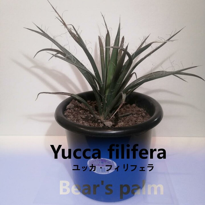 楽天市場】【ふるさと納税】ユッカフィリフェラ Yucca filifera_栃木県 