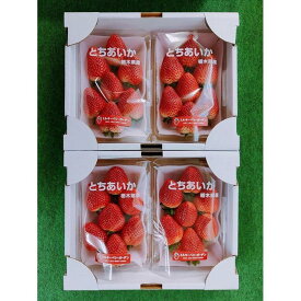 【ふるさと納税】【先行予約・朝採り・農園直送（1月~2月収穫・発送）】栃木県産とちあいか（大粒290g×2パック）×2箱 | フルーツ 果物 くだもの 食品 人気 おすすめ 送料無料