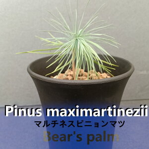yӂ邳Ɣ[Łz}`lXsj}c@Pinus maximartinezii _Ȗ،csYi_Beares palm | }c }`lXsj}c hCK[f A vg lC  