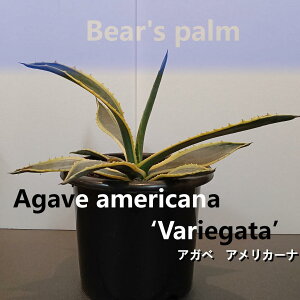 yӂ邳Ɣ[ŁzAKxAJ[i@Agave americana Variegata_Ȗ،csYi_Beares palm | AKx AJ[i hCK[f A vg lC  