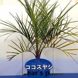 【ふるさと納税】ココスヤシ大株_栃木県大田原市生産品_Bear‘s palm | ヤシ ココスヤシ ドライガーデン 植物 プラント 人気 おすすめ 送料無料